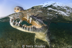 'Happy snapping!'. American crocodile, Banco Chinchorro, ... by Terry Steeley 